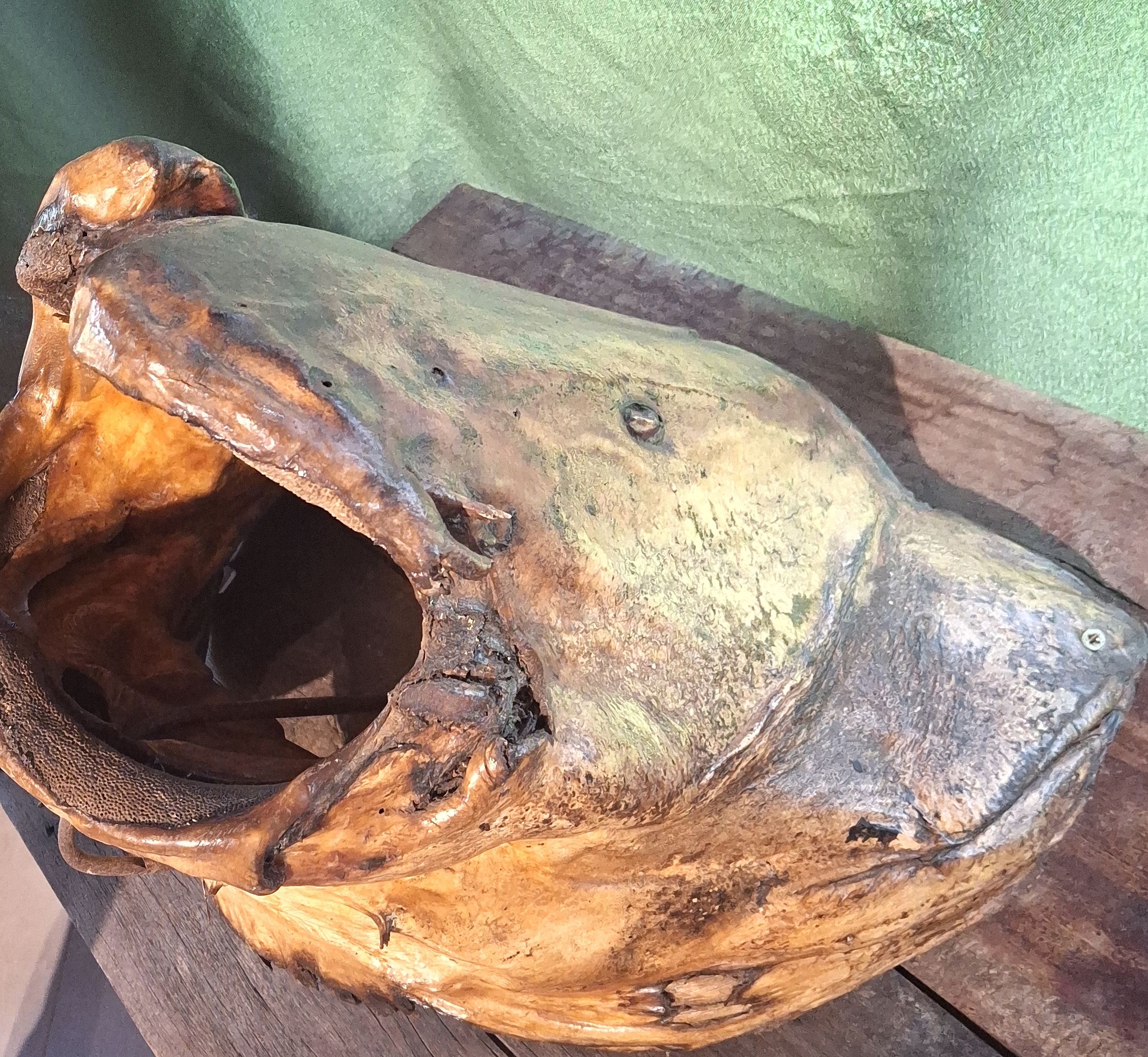 Cabeça de Piraíba